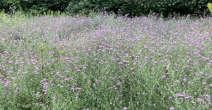 In Rumi's Field