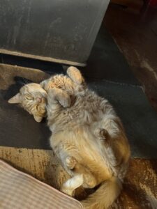 Cat as Spiritual Teacher